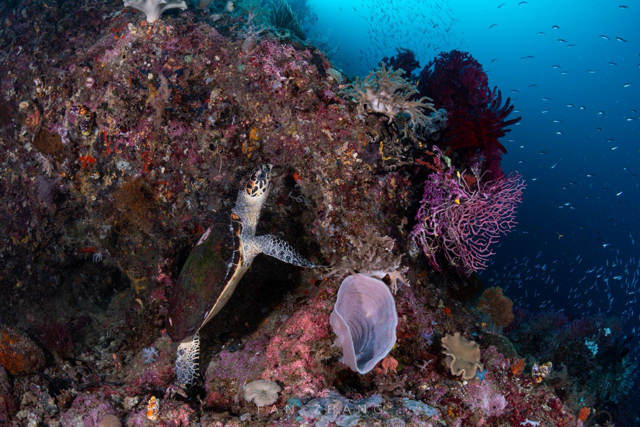 CACHALO buceo Raja Ampat