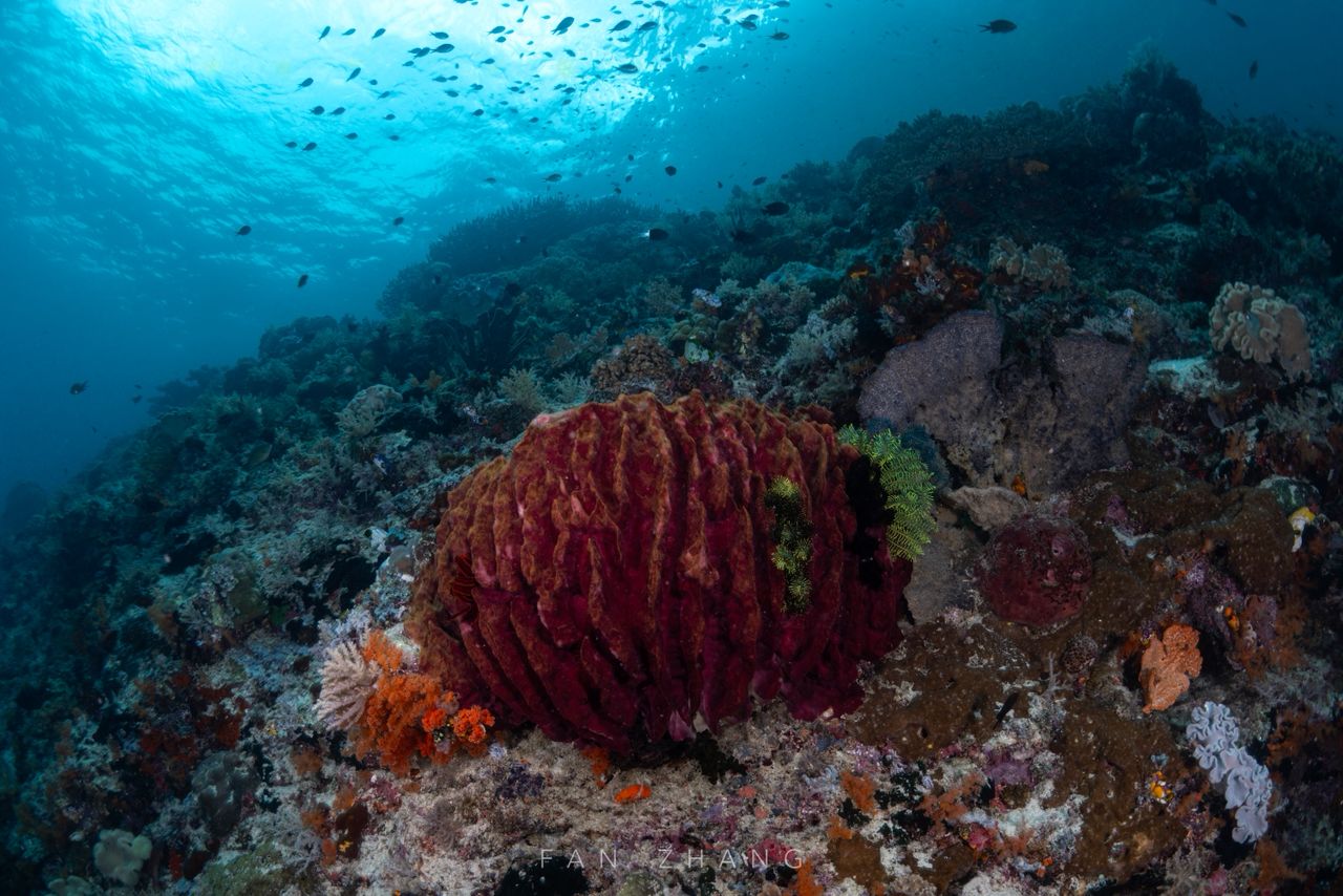 CACHALO — CACHALO-diving-raja-ampat.jpeg