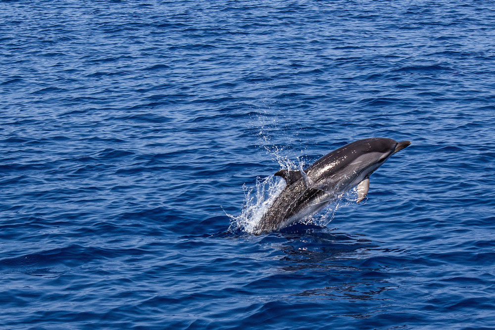 South Moon — dolphin.jpg