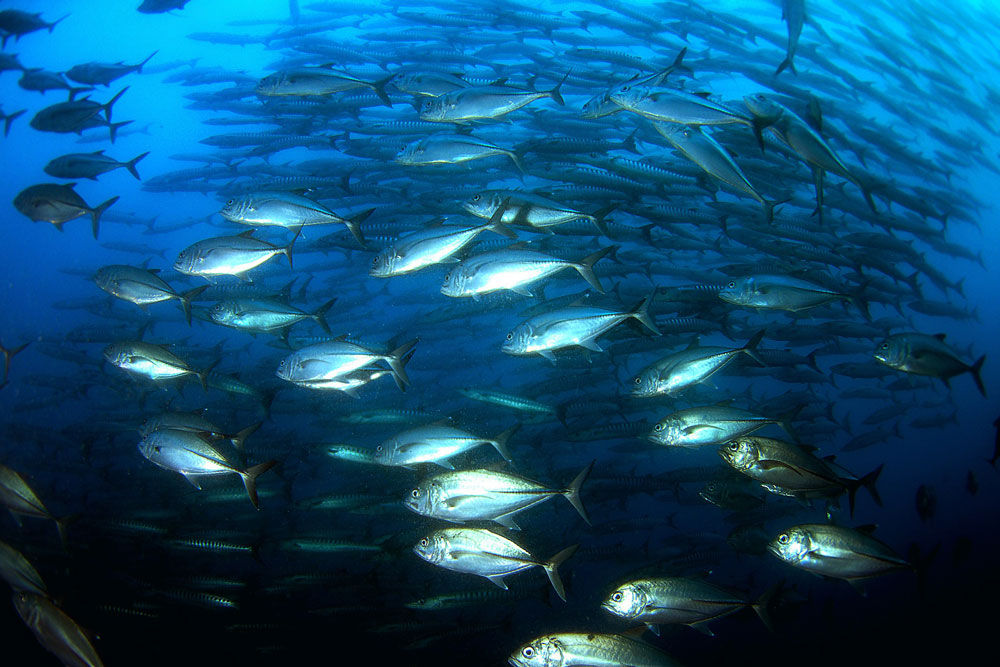 South Moon — jackfish-swarm.jpg