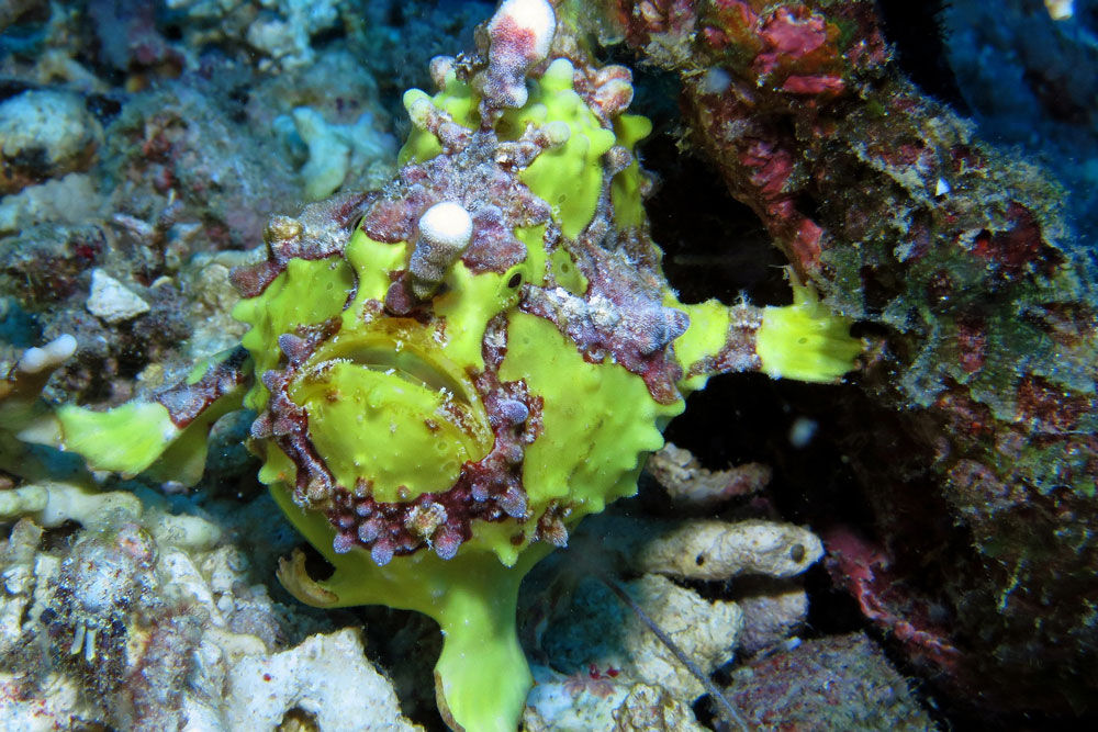 South Moon — frogfish.jpg