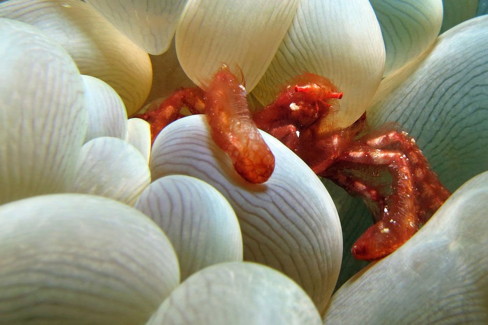 South Moon — anemone-with-crab-closeup.jpg