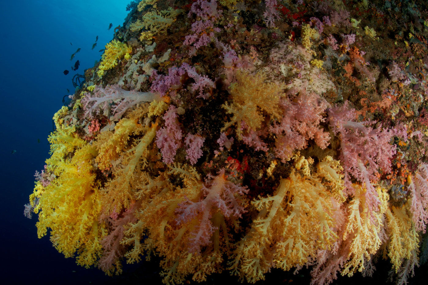 Philippines Aggressor I — coral.jpg