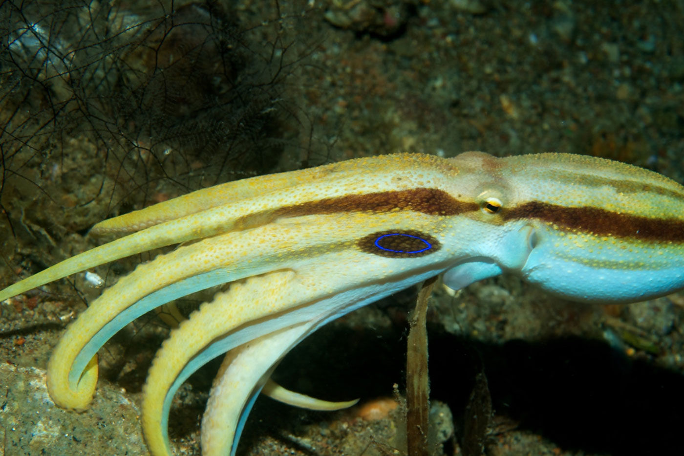 Philippines Aggressor I — marine-life-1.jpg