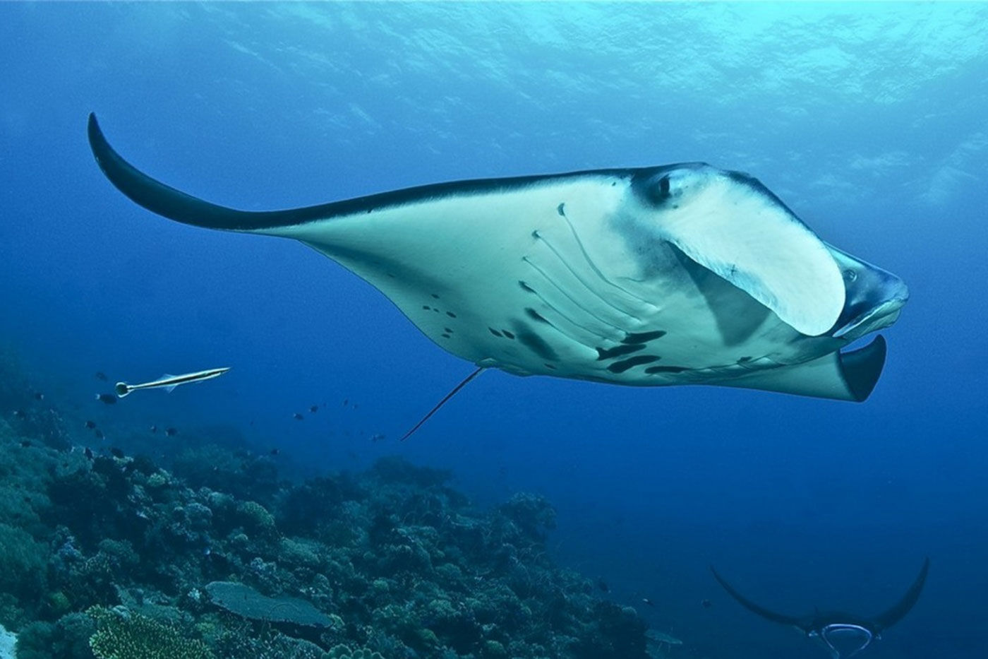 Philippines Aggressor I — manta-ray.jpg
