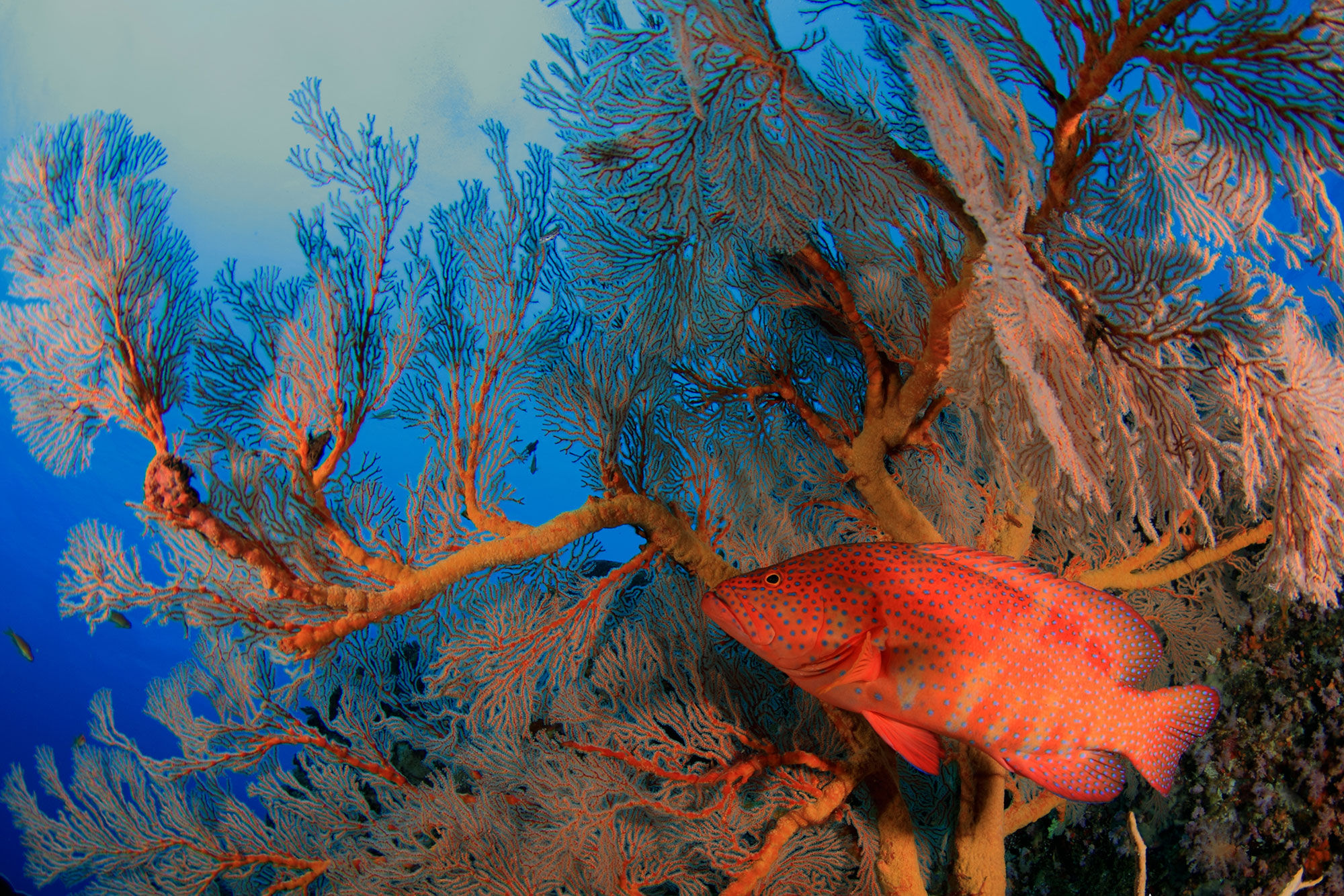 Thailand Aggressor — coral-reef_2024.jpg