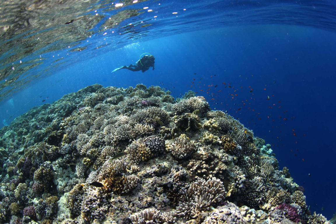 M/Y Eclipse — underwater3-1152x768.jpg