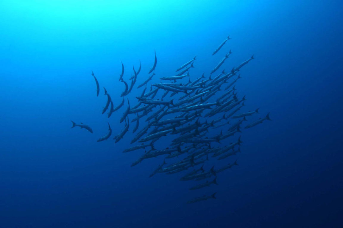 M/Y Eclipse — underwater2-1152x768.jpg