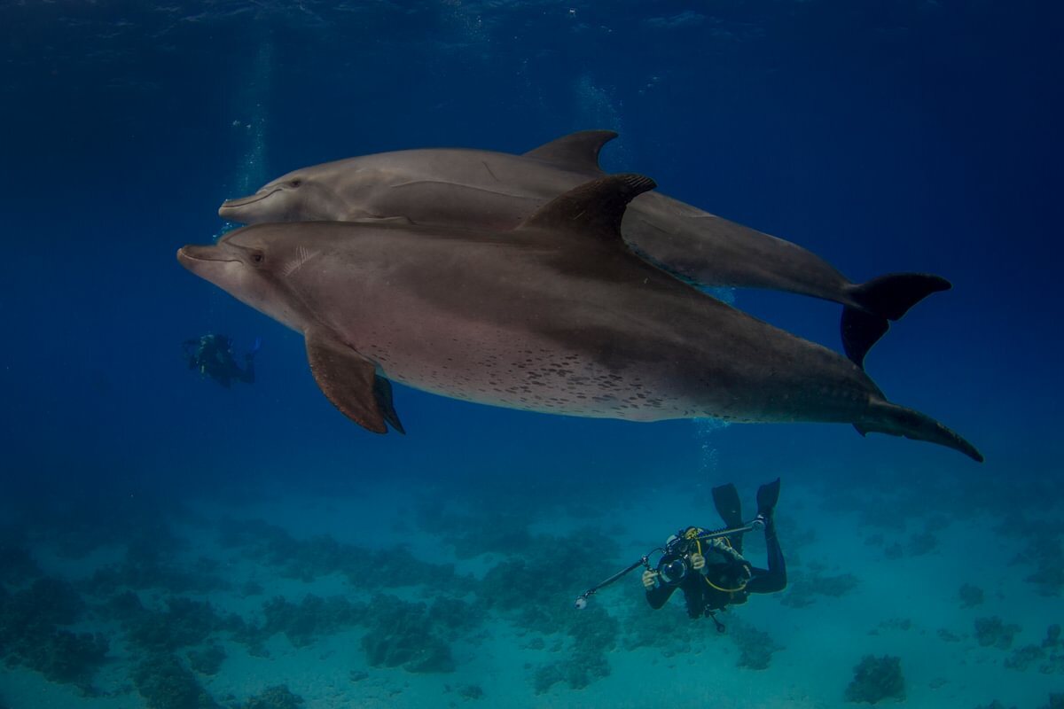 Dos delfines mulares con buceador al fondo