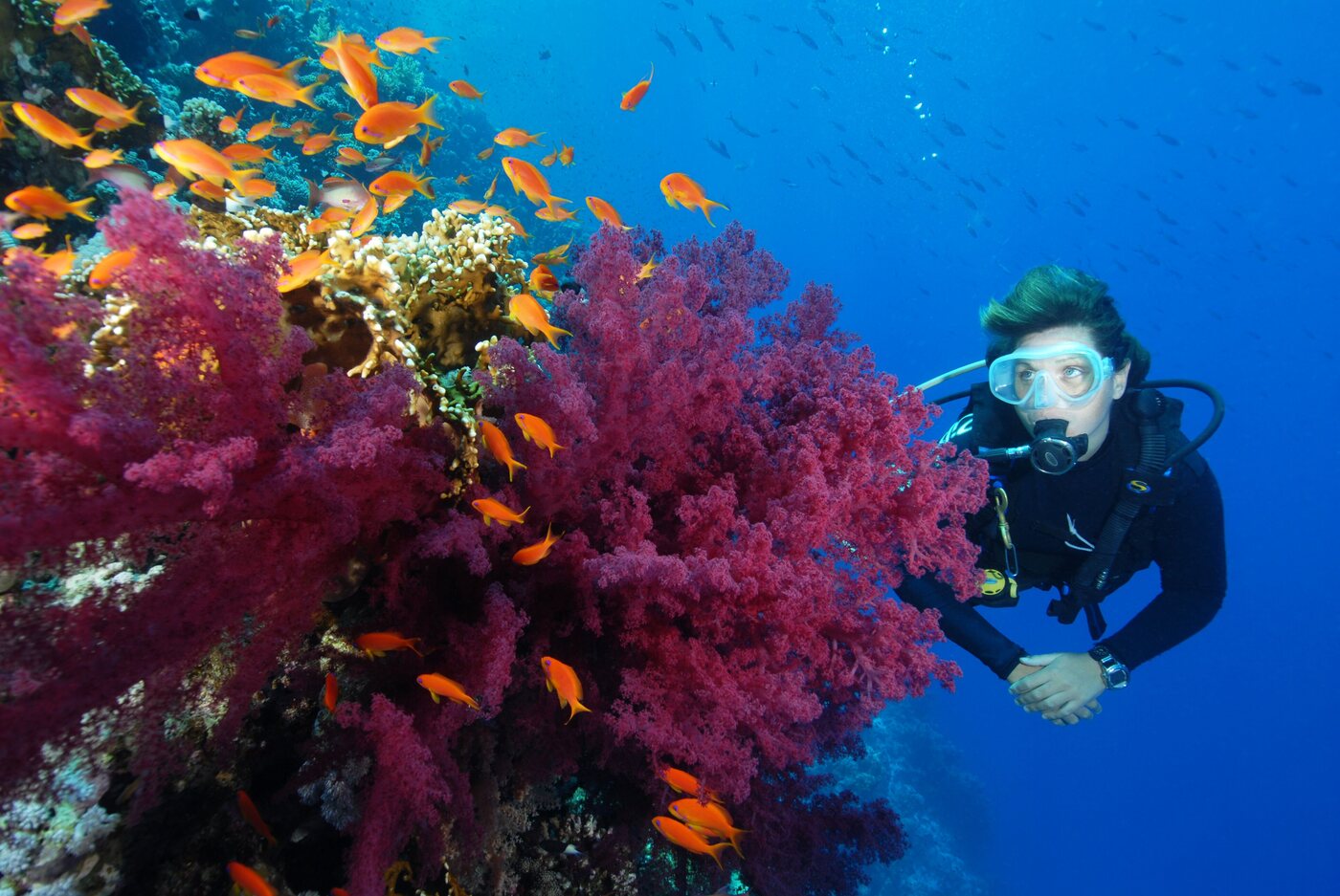 Buceadora junto a coral blando rosa con anthias