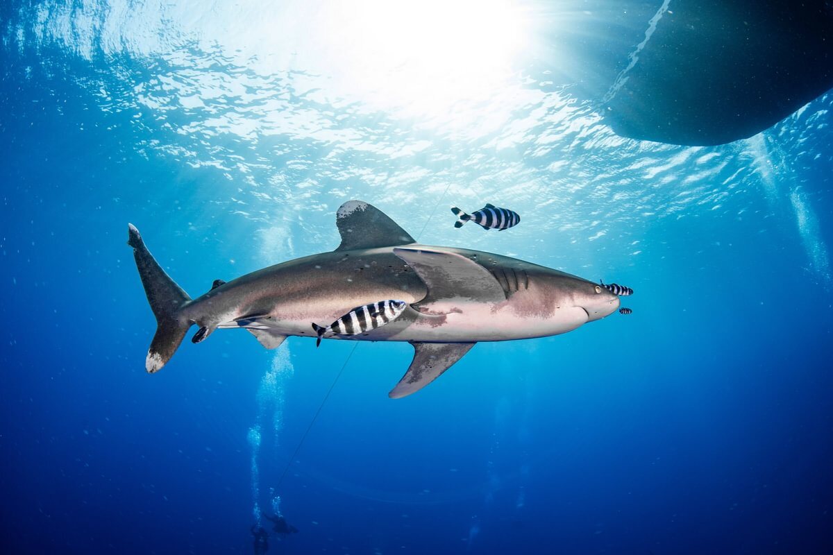 Tiburón oceánico de puntas blancas con peces piloto bajo la superficie, buceadores al fondo