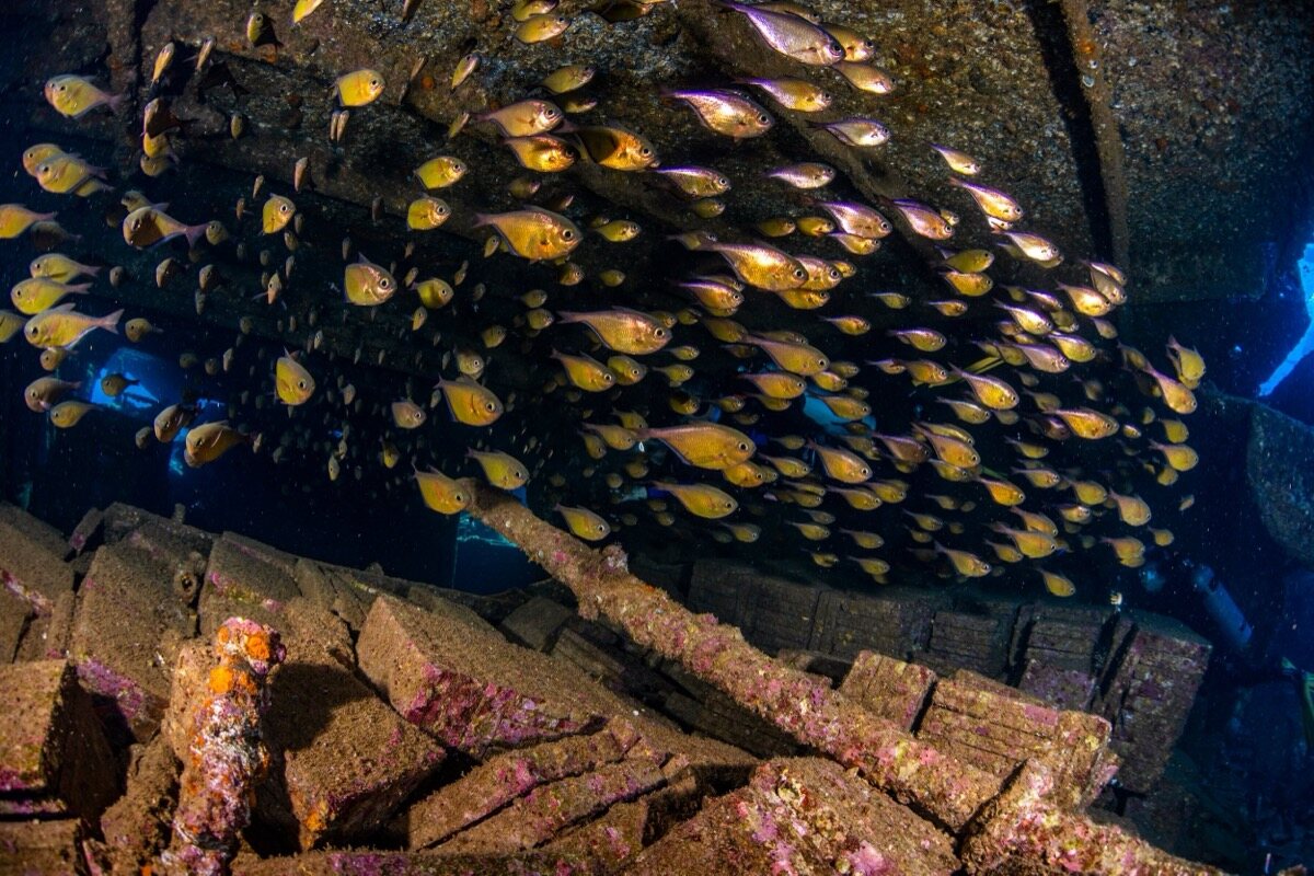 Banco de peces dorados sobre las baldosas de carga del pecio Chrisoula K