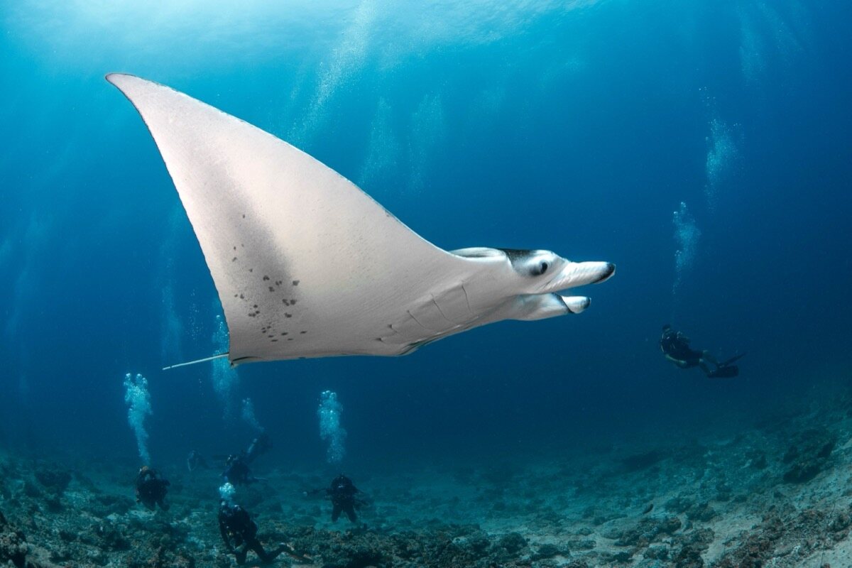 Manta blanca pasando sobre el arrecife con buceadores al fondo