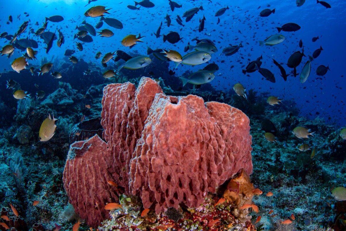 Esponja de barril roja con nube de peces en arrecife de Komodo