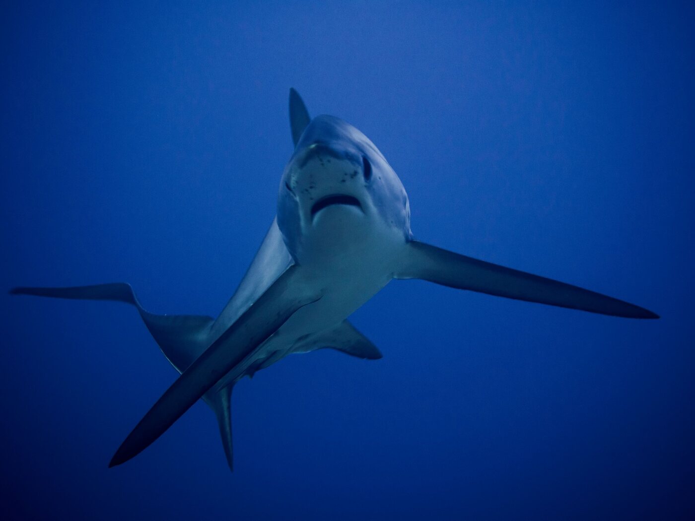 Tiburón zorro de frente en azul