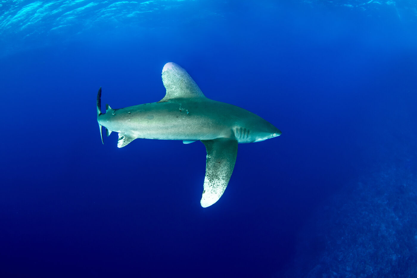 Tiburón oceánico de puntas blancas en azul profundo