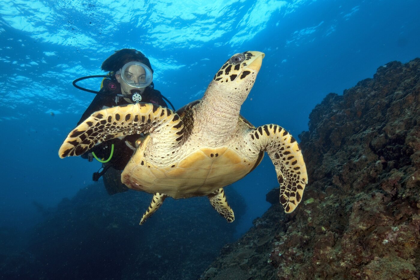 Buceador con tortuga carey junto a pared de roca