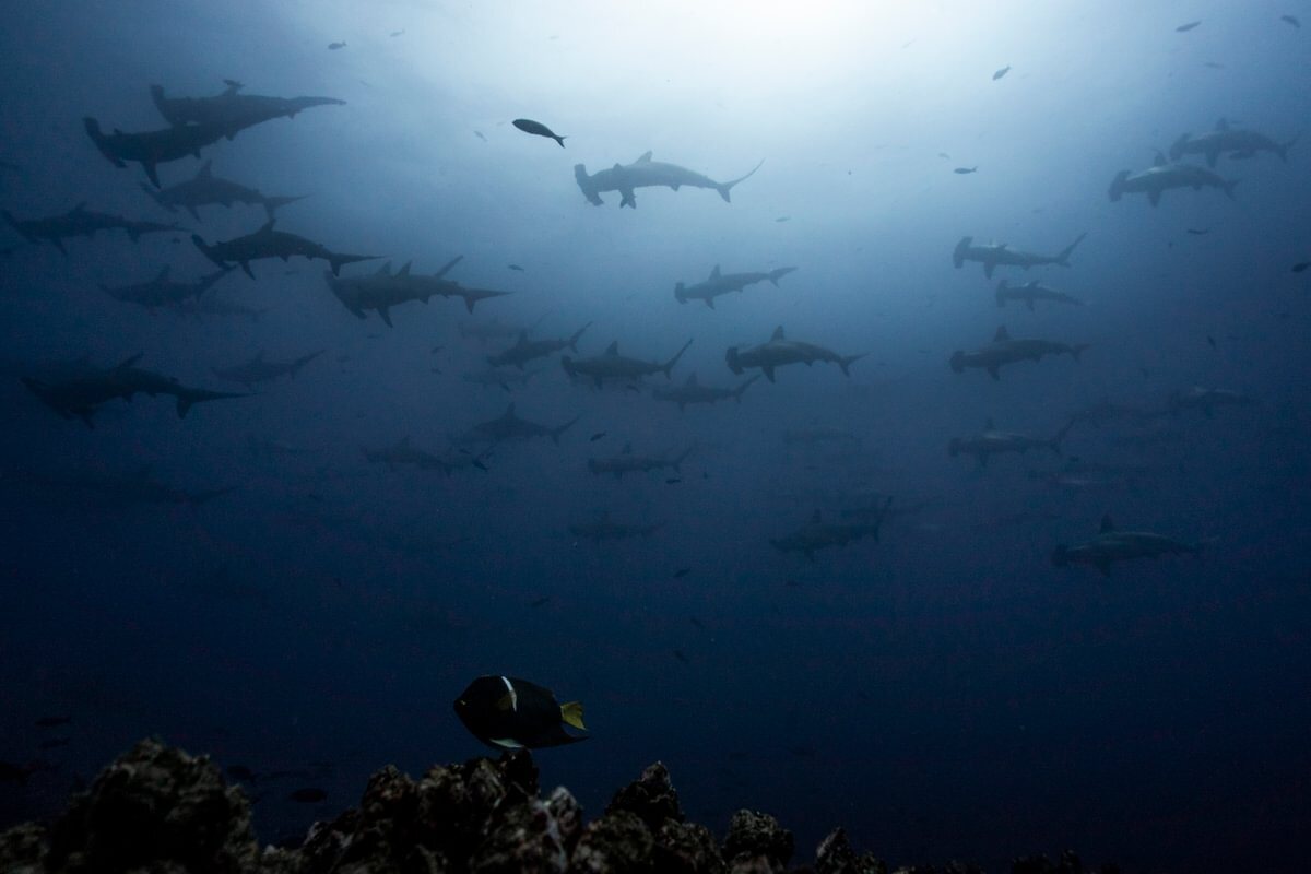 Banco de tiburones martillo en azul, silueta a contraluz