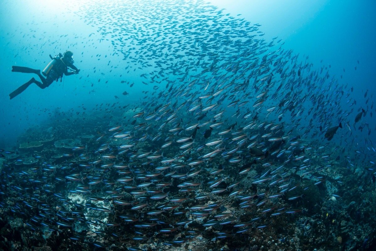 Buceador junto a un gran banco de peces sobre arrecife en las islas Banda