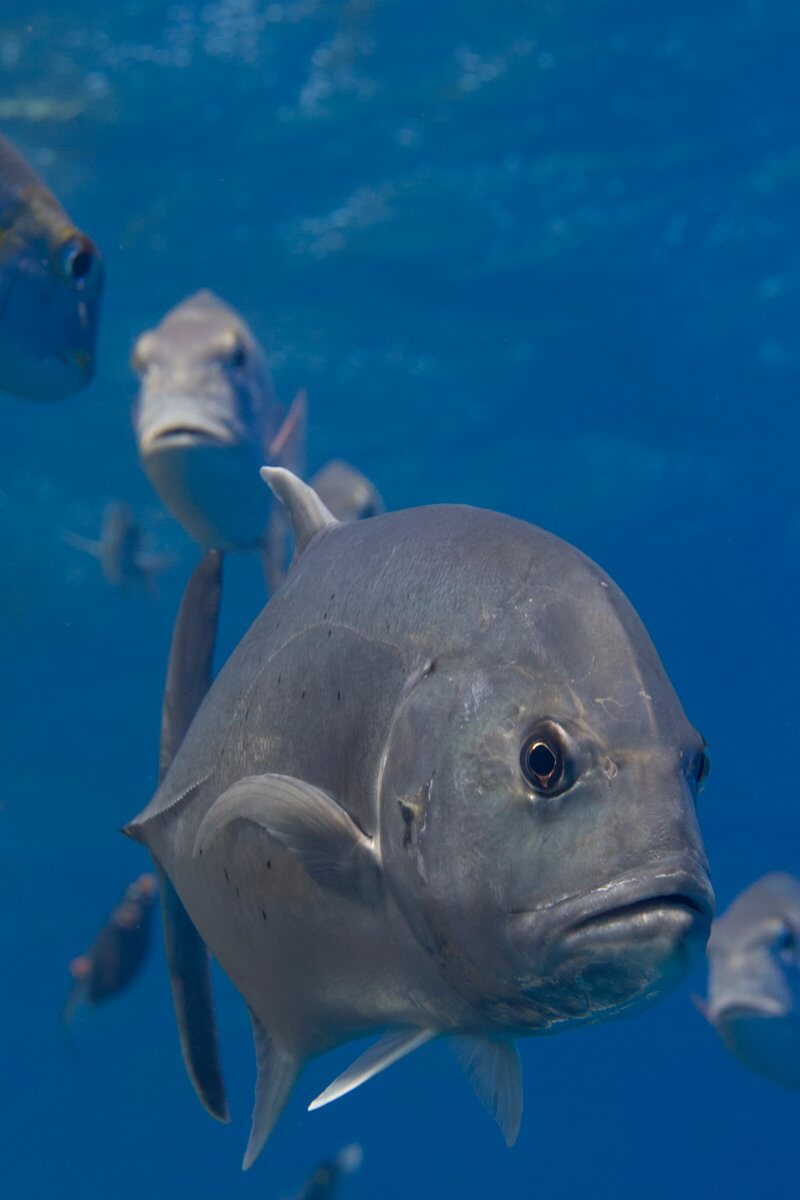 Jurel gigante de frente en azul