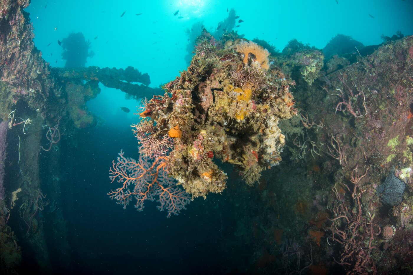Pecio japonés Hirokawa Maru cubierto de coral, casco en azul