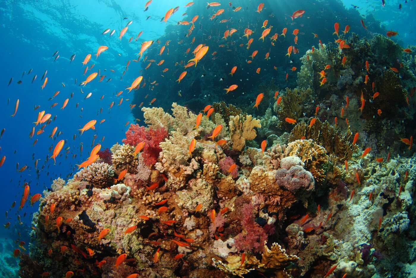 Arrecife con corales blandos y nube de peces anthias