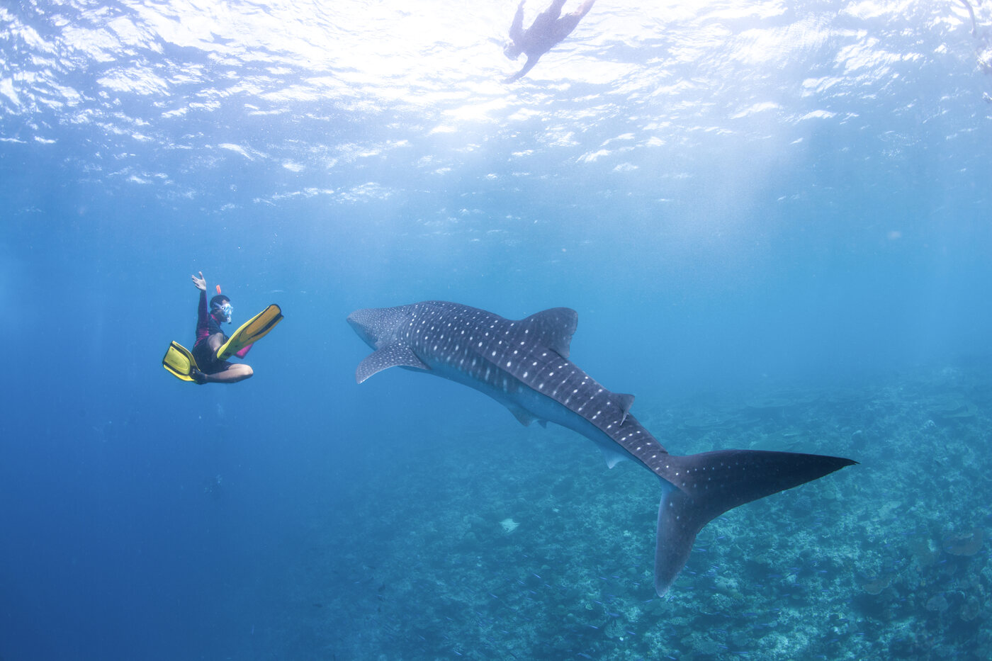 Buceadores junto a un tiburón ballena en azul
