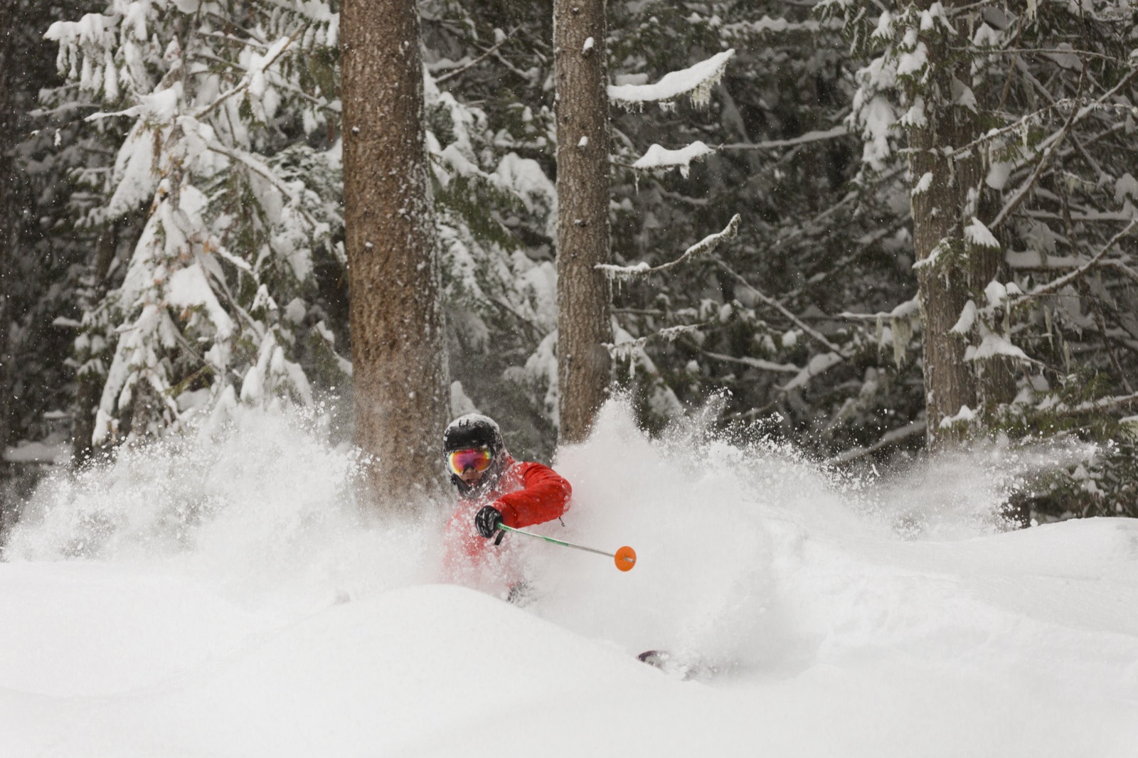 Esquí powder entre árboles en Revelstoke